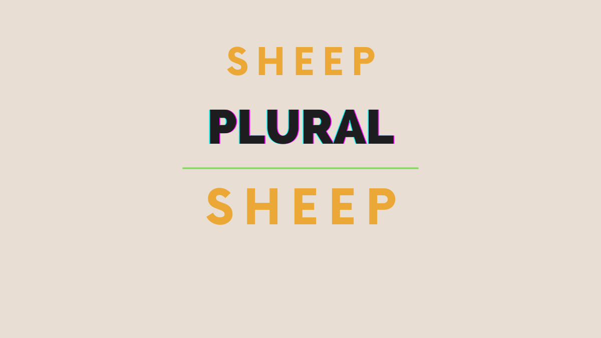 plural of sheep